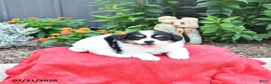 Stella