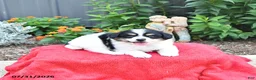 Mixed Breed dogs for sale: Stella - Ad 1