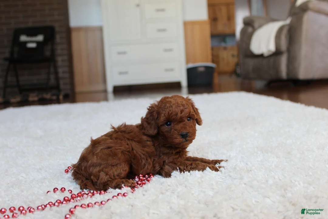 Toy Poodle dogs for sale: Marshall - Ad 6