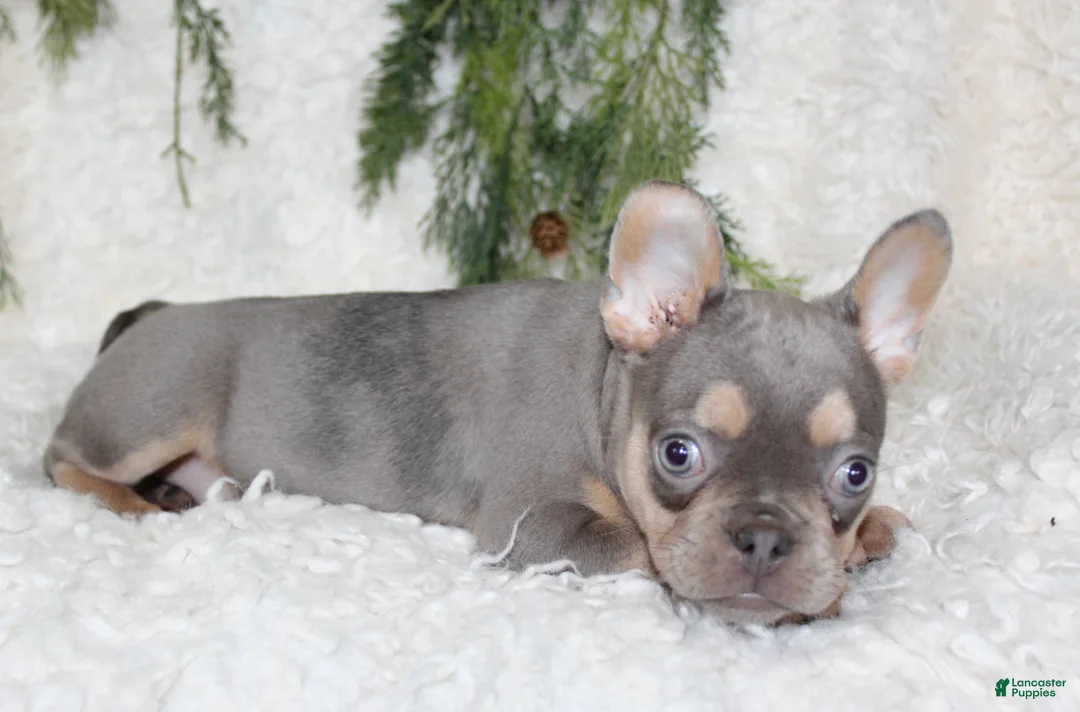 French Bulldog dogs for sale: Lucy - Ad 2