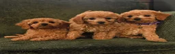 Cavapoo dogs for sale: Irene - Ad 5
