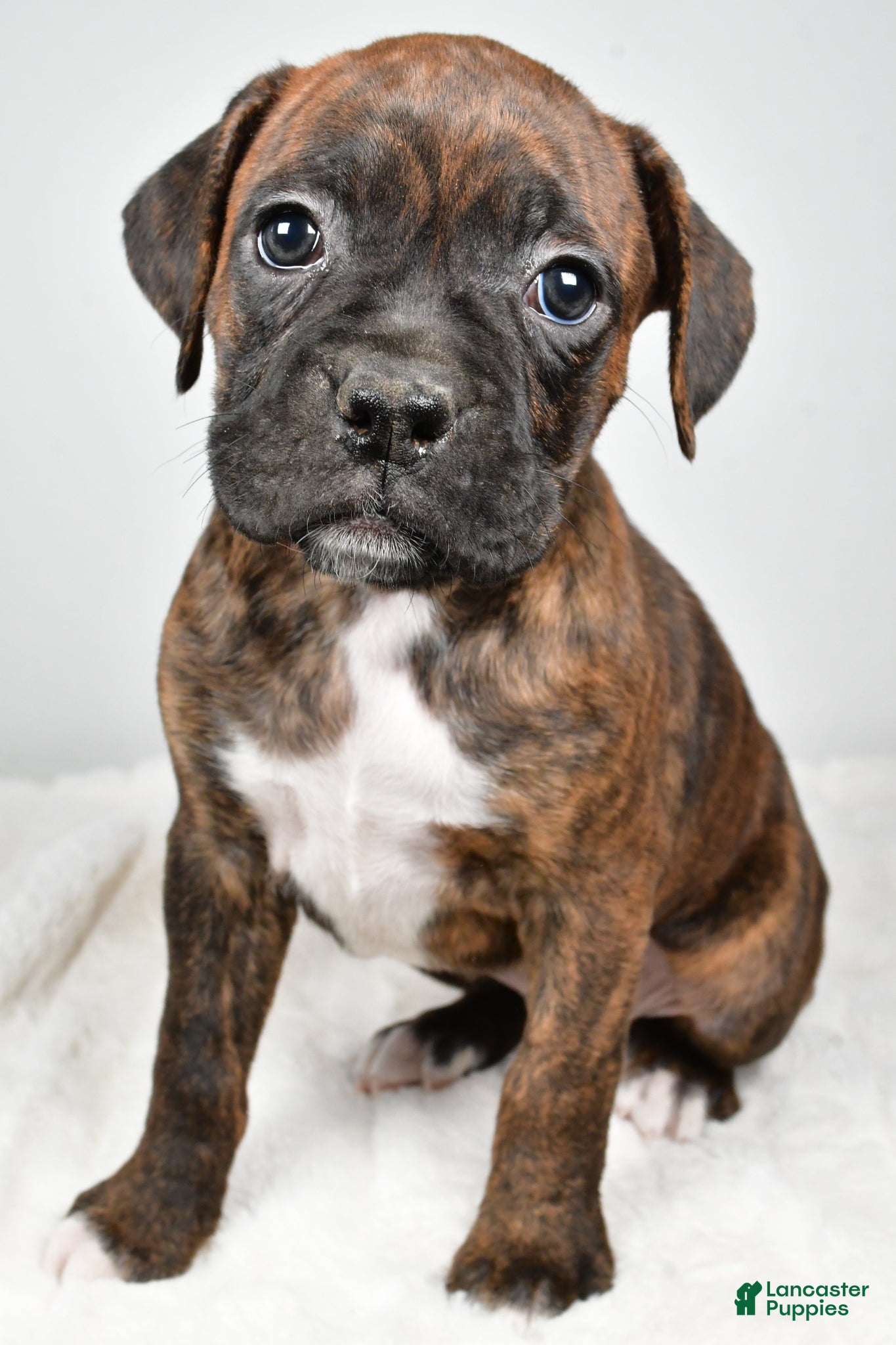 Boxer dogs Roxy - Ad 2
