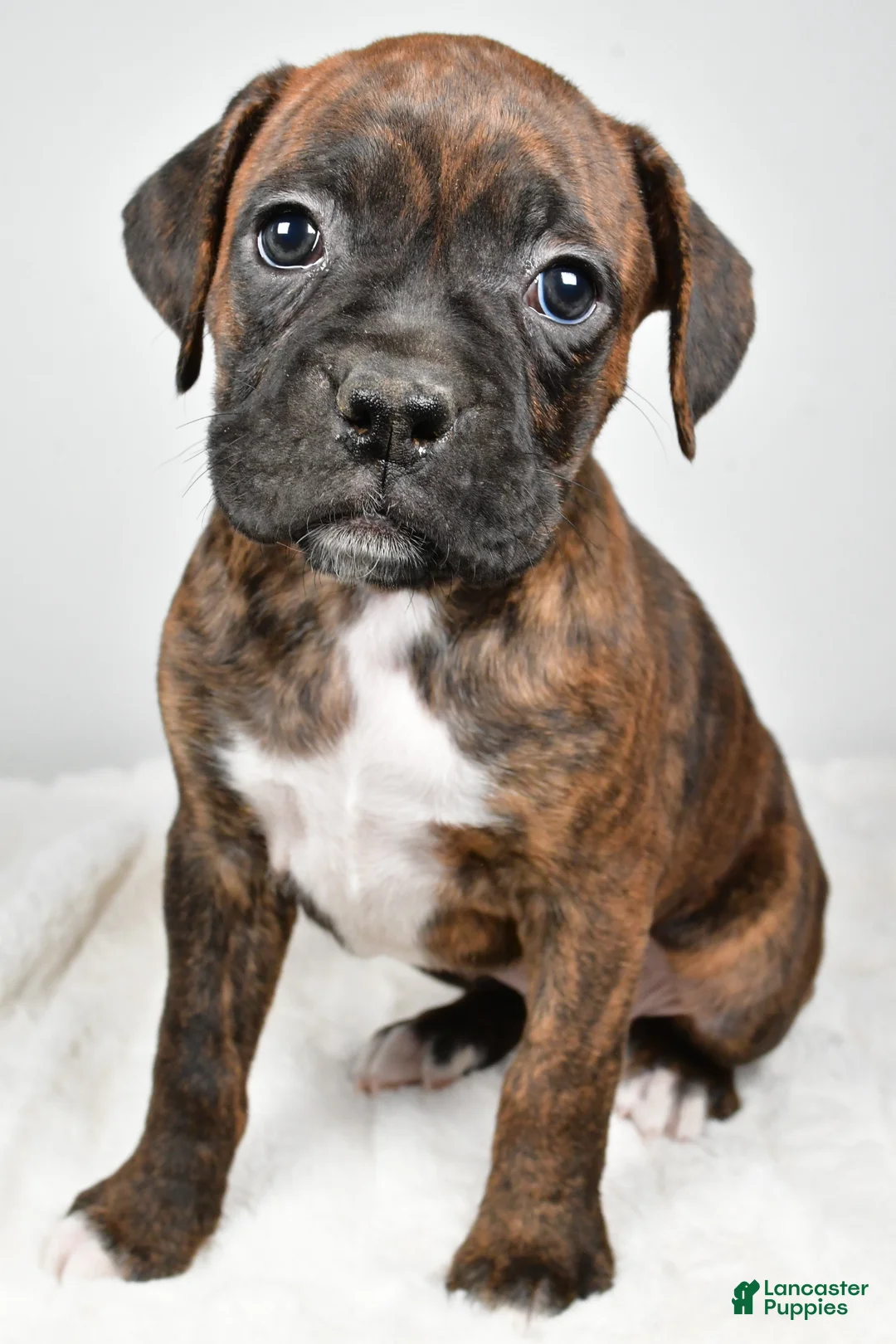 Boxer dogs for sale: Roxy - Ad 2