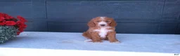 Goldendoodle dogs for sale: Kira - Ad 4