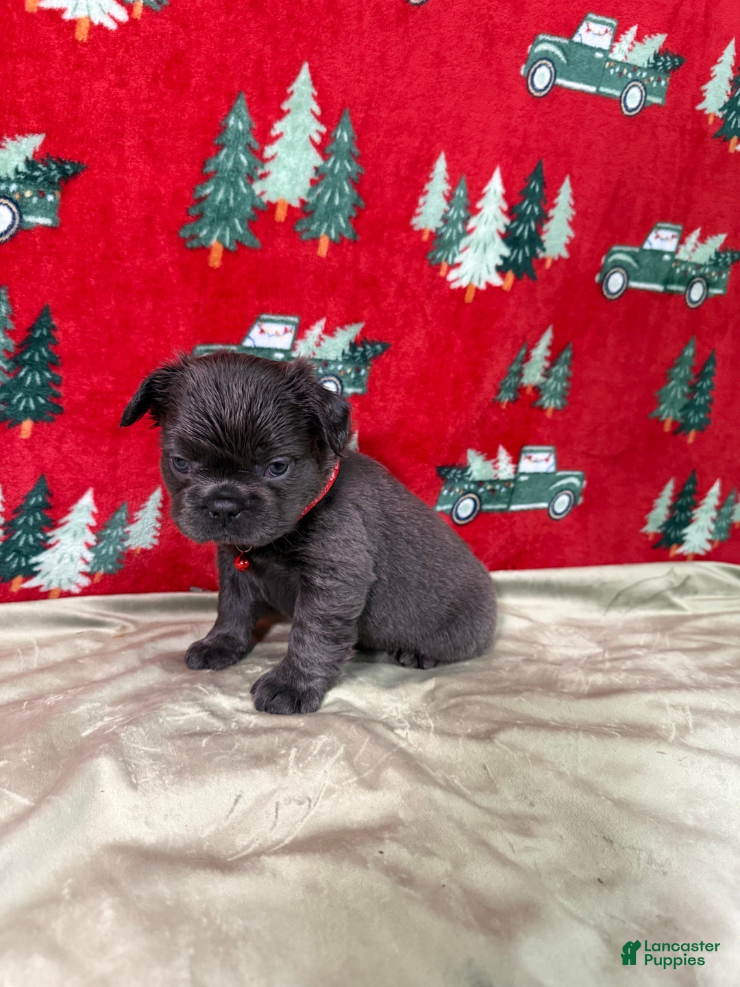 French Bulldog dogs for sale: ❤️ Rudolph - Ad 3