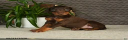 Doberman Pinscher dogs for sale: Noree - Ad 5