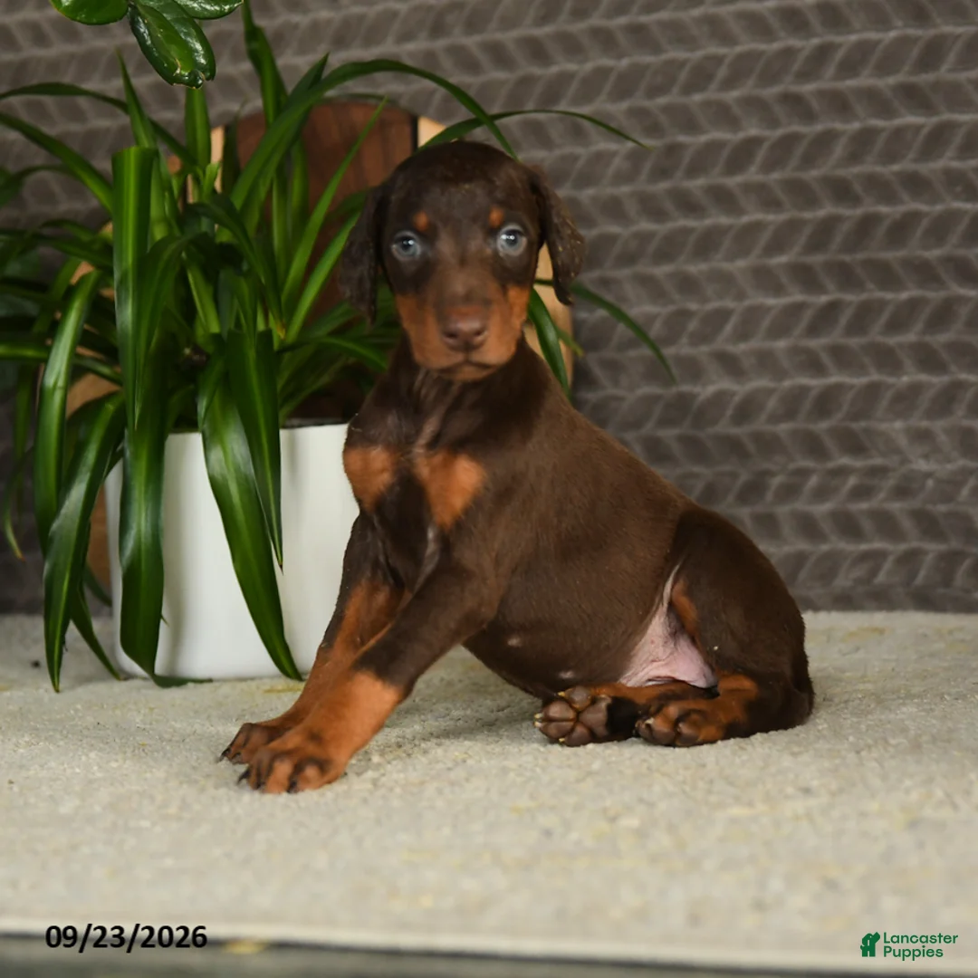 Doberman Pinscher dogs for sale: Noree - Ad 5