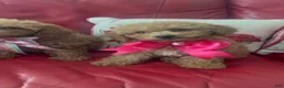 Miniature Poodle dogs for sale: Miniature Poodle 3 - Ad 1