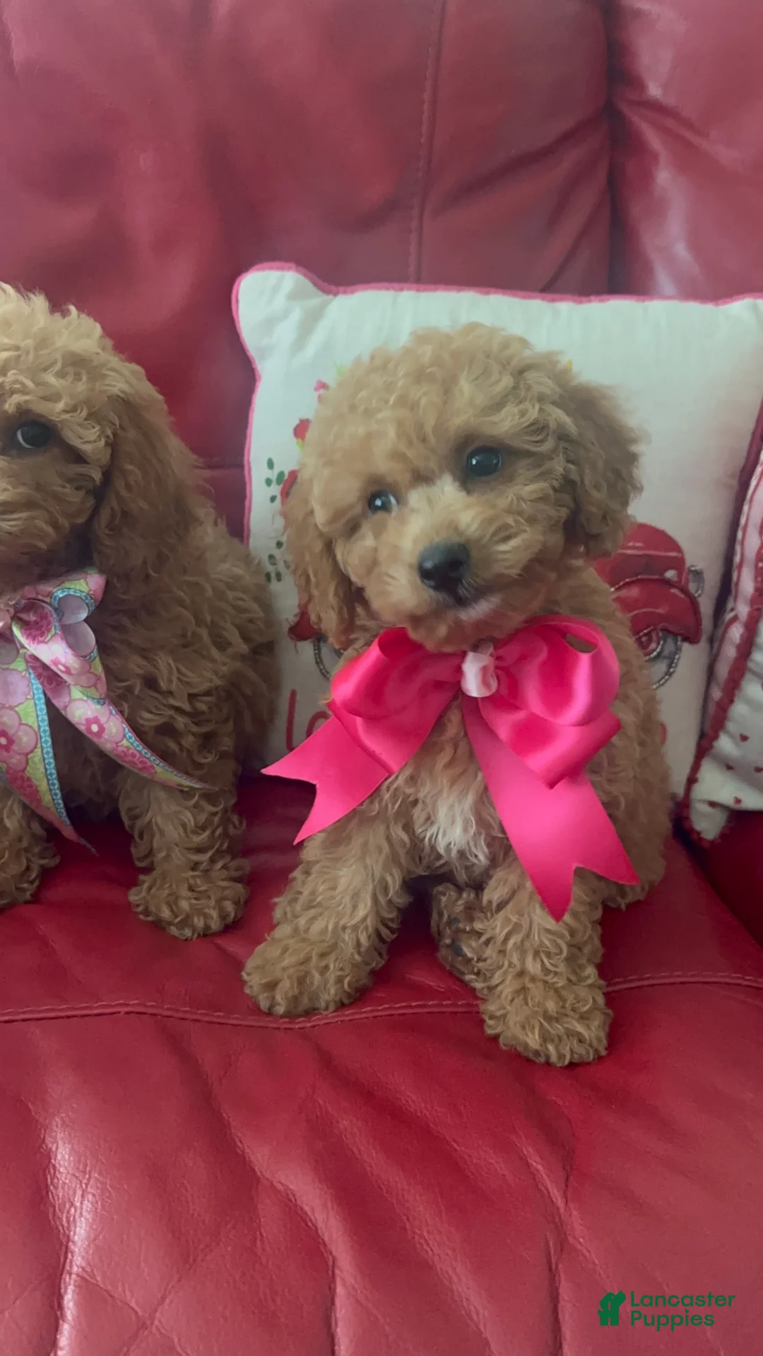 Miniature Poodle dogs for sale: Miniature Poodle 3 - Ad 1