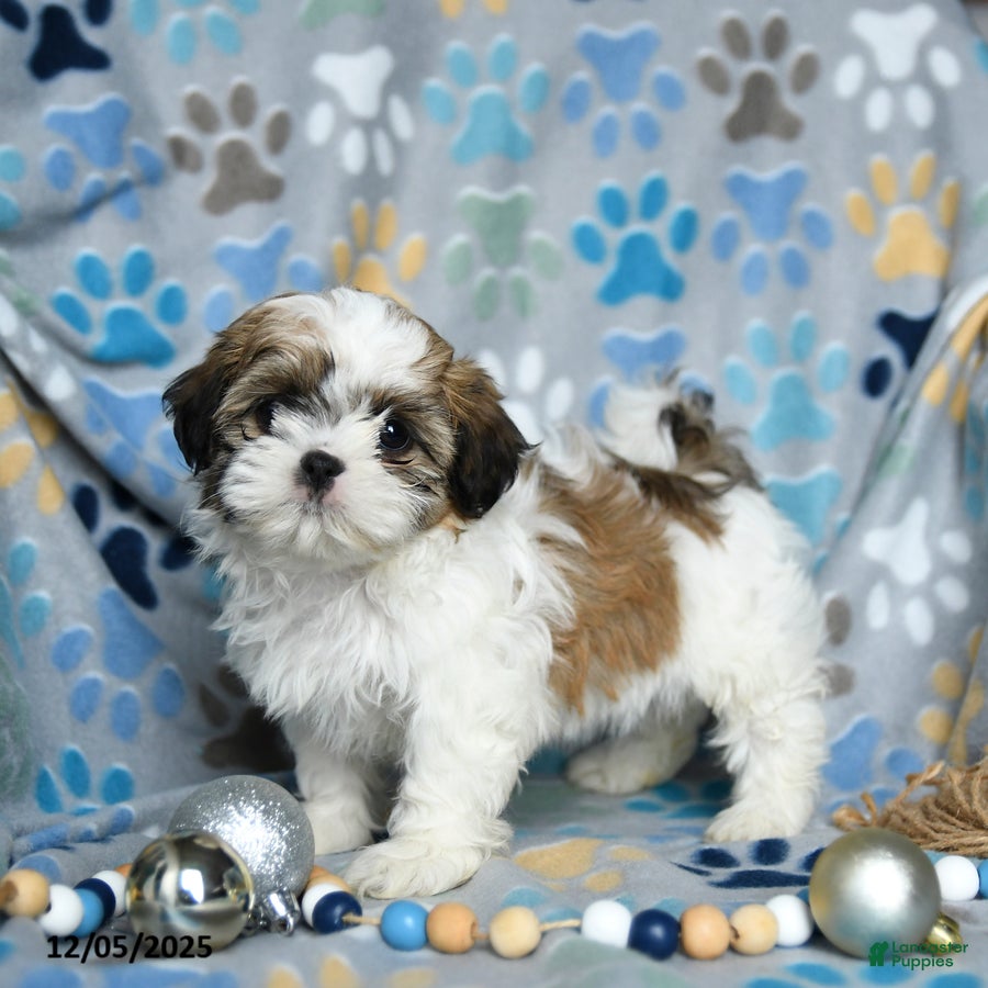 Shih Tzu dogs Joy - Ad 31