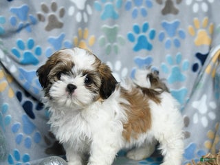 Shih Tzu dogs Joy - Ad 8