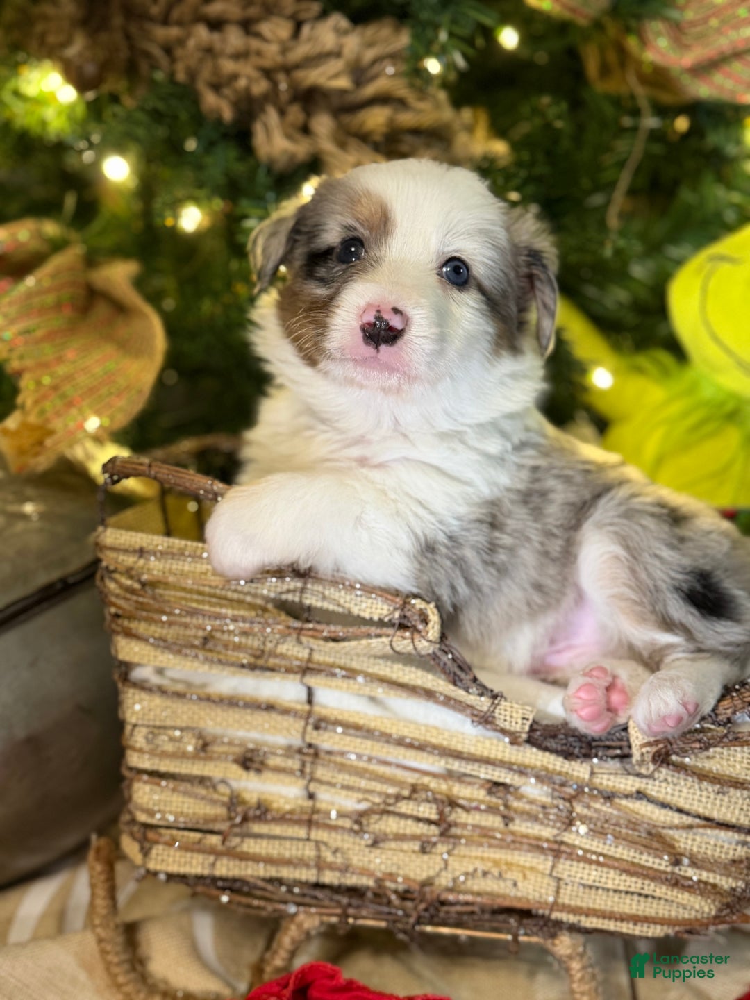 Miniature Australian Shepherd dogs for sale: BLUE - Ad 7