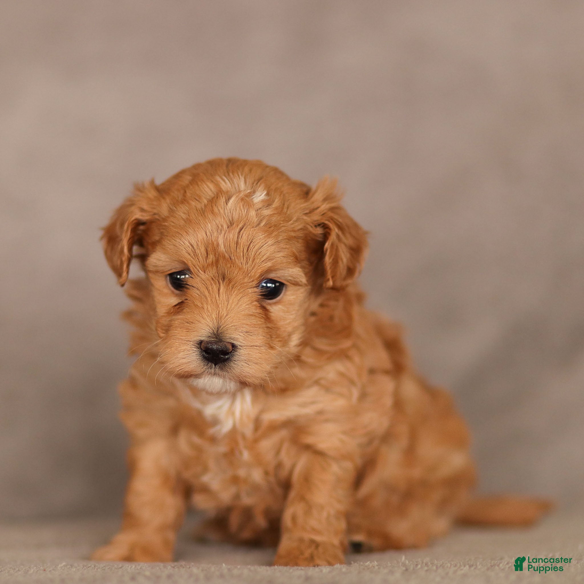 Maltipoo dogs Felicity Maltipoo Puppy  - Ad 1