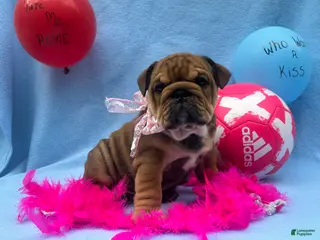 English Bulldog dogs Lily - Ad 35