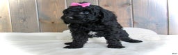 Mini Goldendoodle dogs for sale: Abby - Ad 4