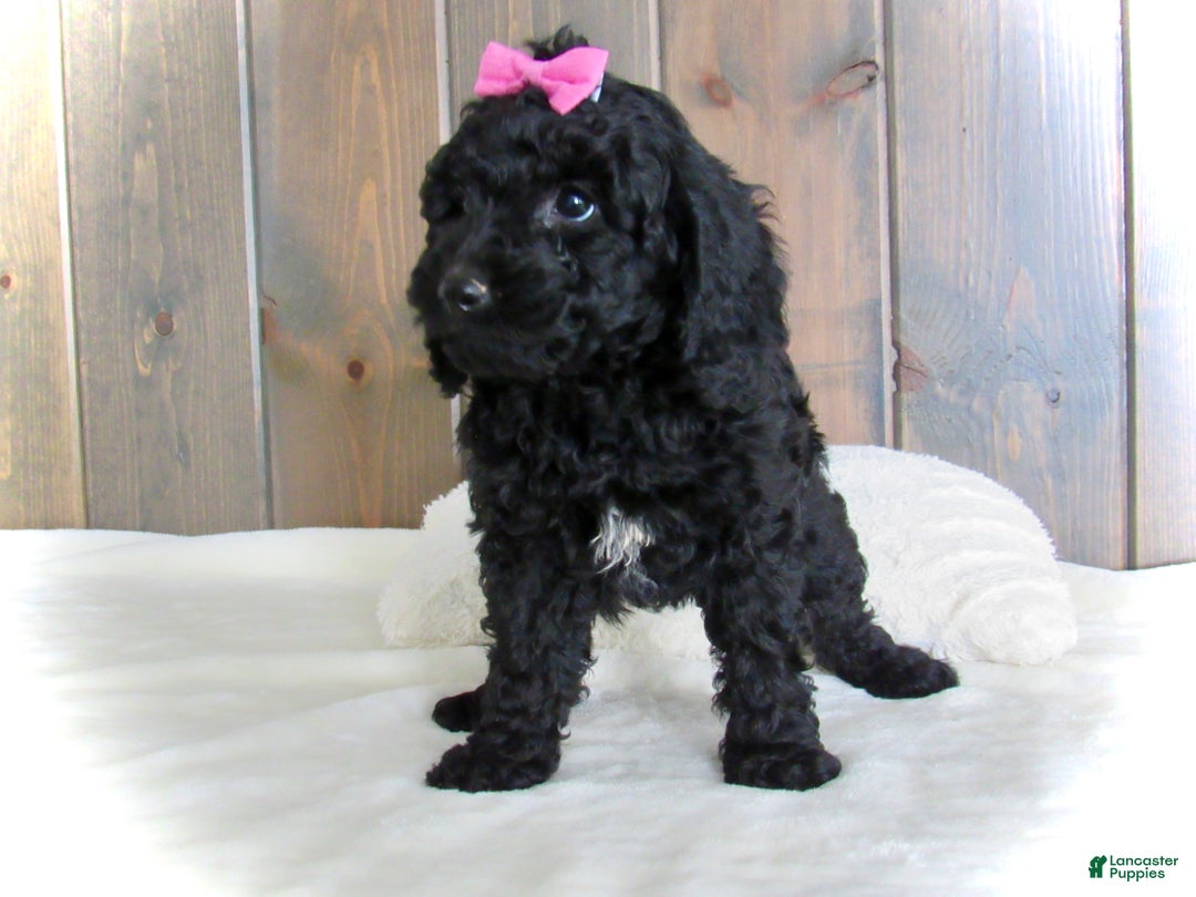 Mini Goldendoodle dogs for sale: Abby - Ad 4