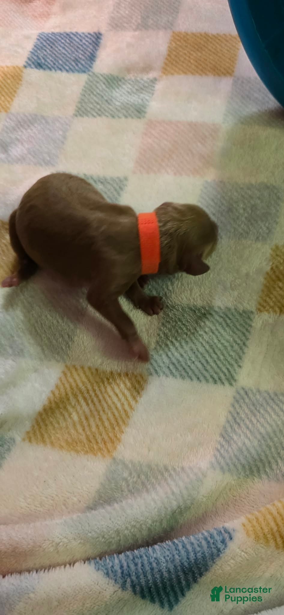 Mini Goldendoodle dogs for sale: lily - Ad 2