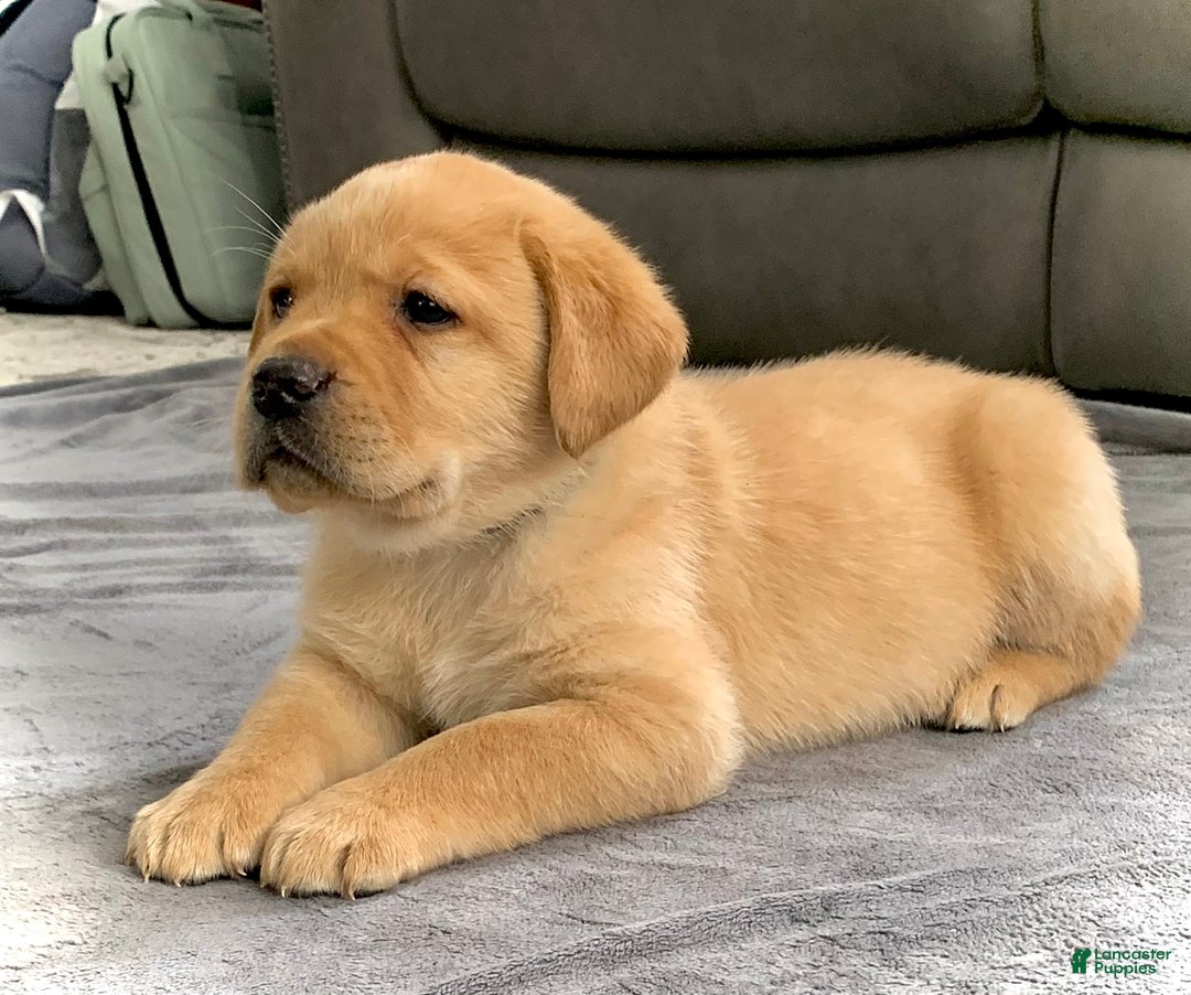 Labrador Retriever dogs for sale: Remington - Ad 4