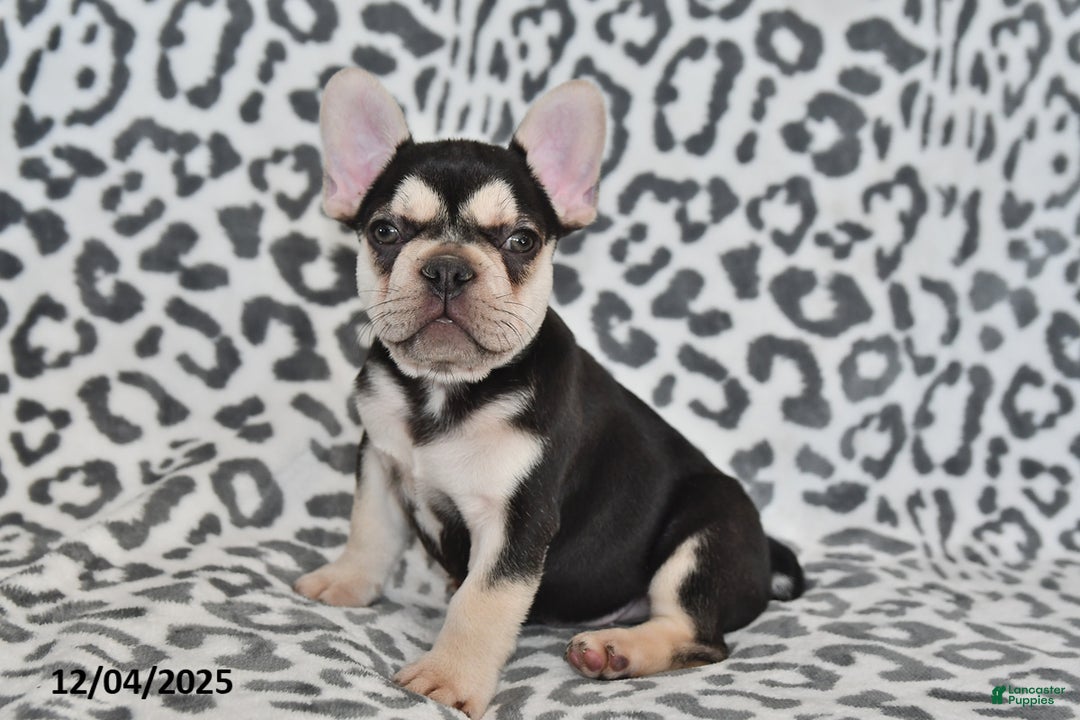 French Bulldog dogs for sale: Loni - Ad 10