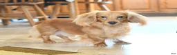 Dachshund dogs for sale: Pansy - Ad 6