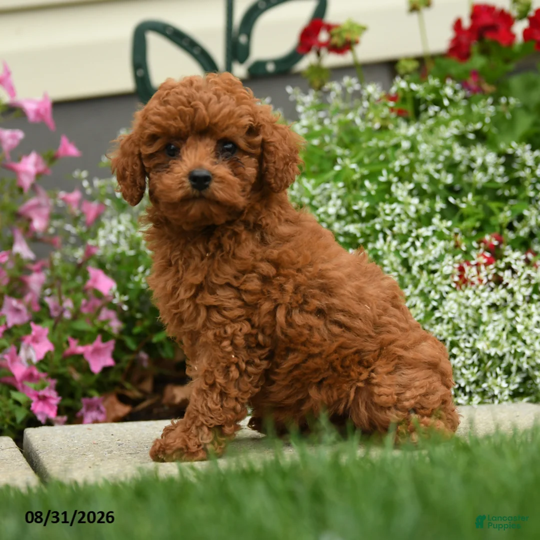 Cavapoo dogs for sale: Madam Niblet - Ad 3