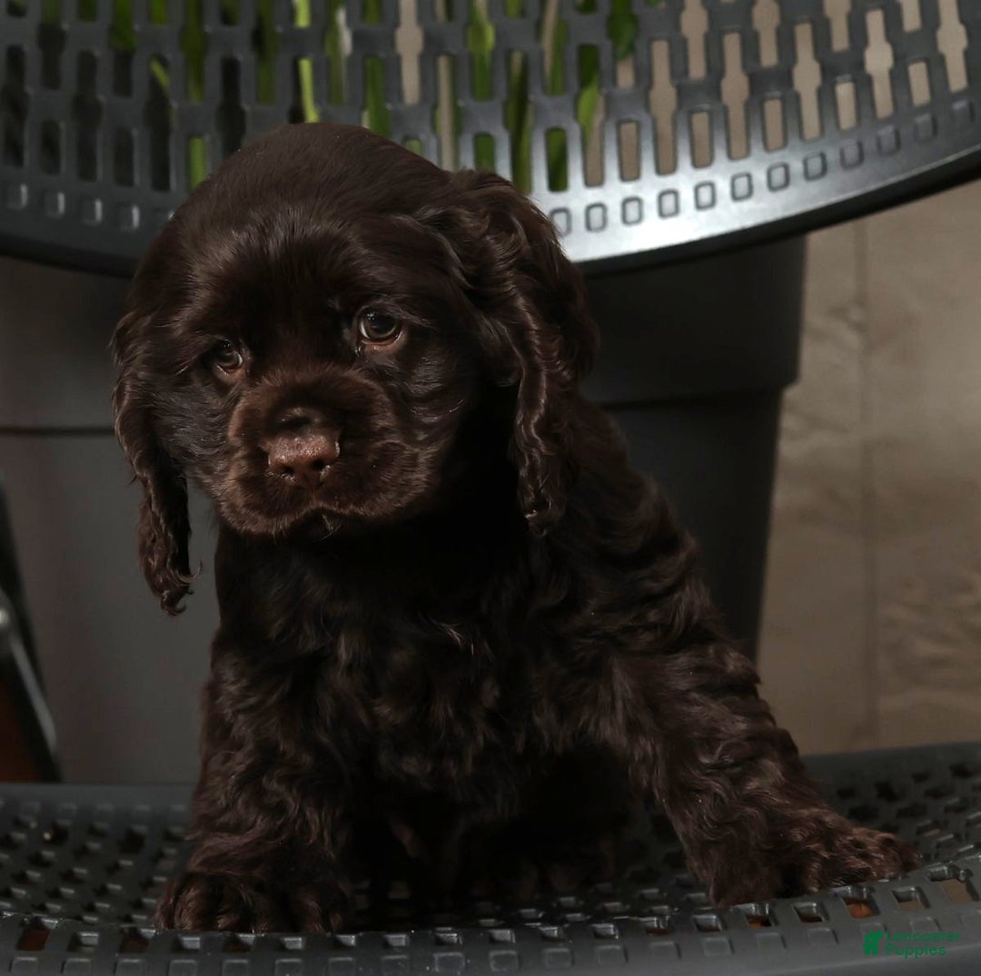 Cocker Spaniel dogs for sale: Dasher - Ad 6