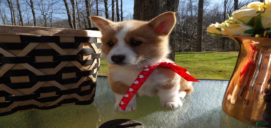 Gallery Image {{count}}