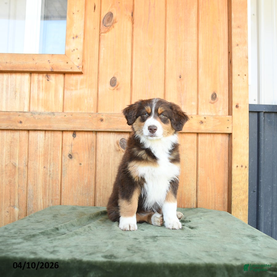 Australian Shepherd dogs Andrea  - Ad 1