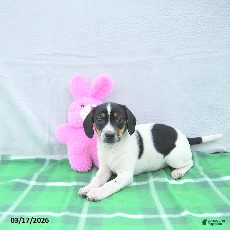 Mixed Breed dogs Oliver - Ad 2