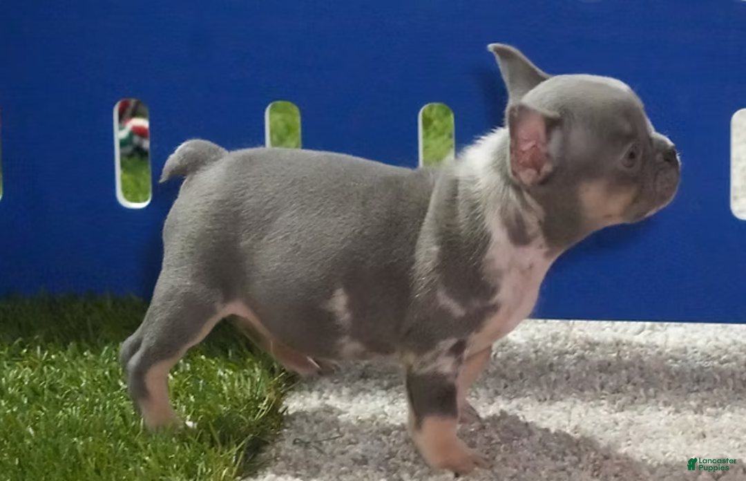 French Bulldog dogs for sale: Rosco - Ad 2