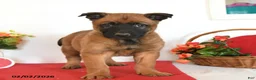 Belgian Malinois dogs for sale: Rio - Ad 5