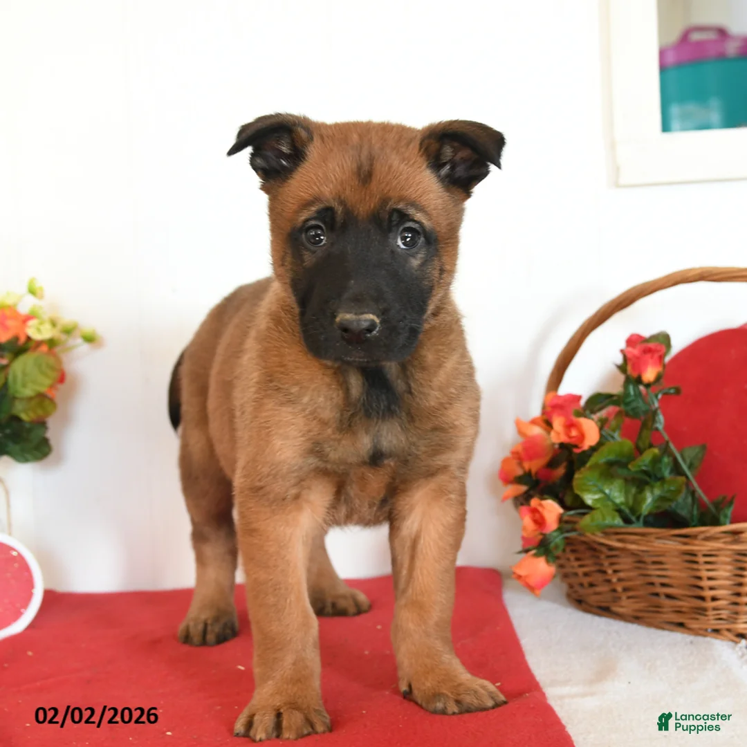 Belgian Malinois dogs for sale: Rio - Ad 5