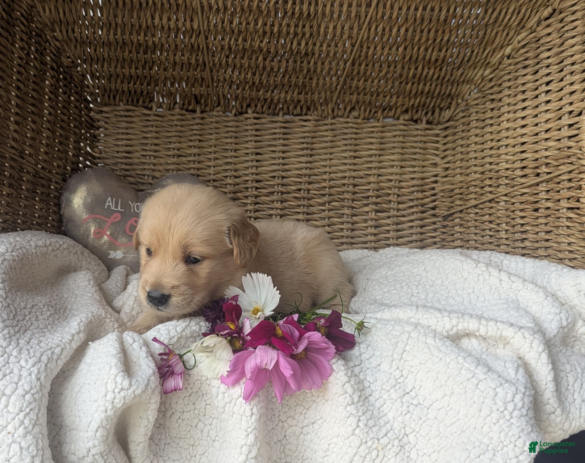 Golden Retriever dogs Roxi - Ad 1