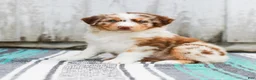 Australian Shepherd dogs for sale: Tina - Ad 3