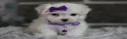 Maltipoo dogs for sale: Rue - Ad 12
