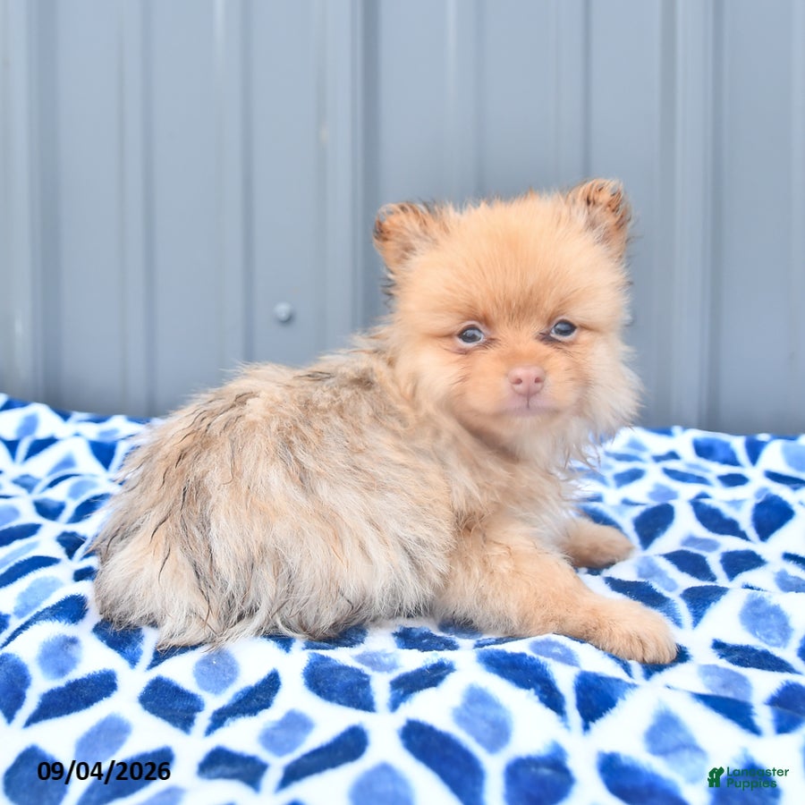 Pomeranian dogs Duncan - Ad 2