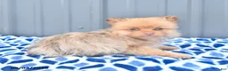 Pomeranian dogs for sale: Duncan - Ad 2