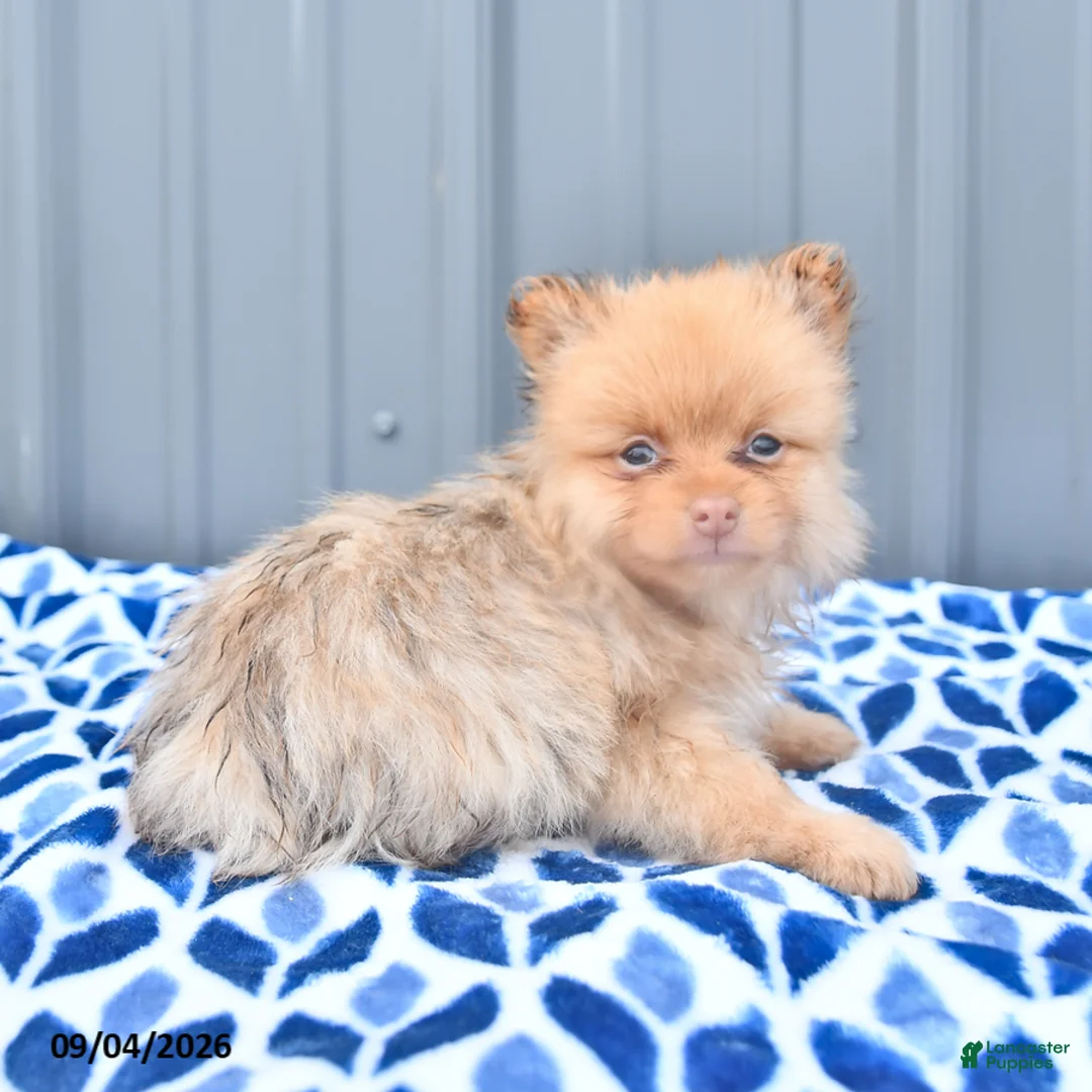 Pomeranian dogs for sale: Duncan - Ad 2