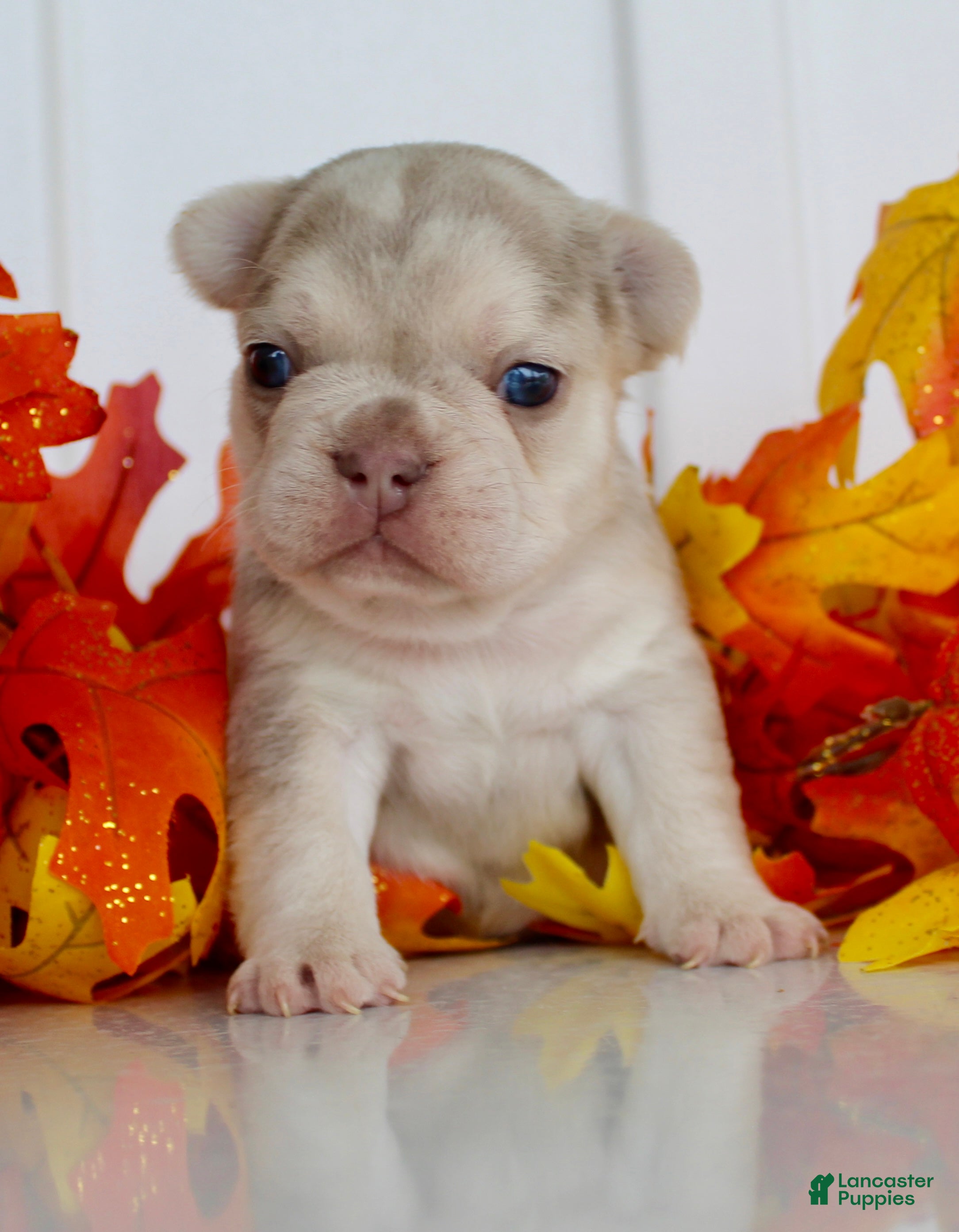 French Bulldog dogs for sale: Misty Female AKC French Bulldog - Ad 2