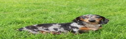 Miniature Dachshund dogs for sale: Otto - Ad 4