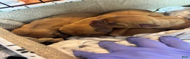 Dogue De Bordeaux Puppy 6