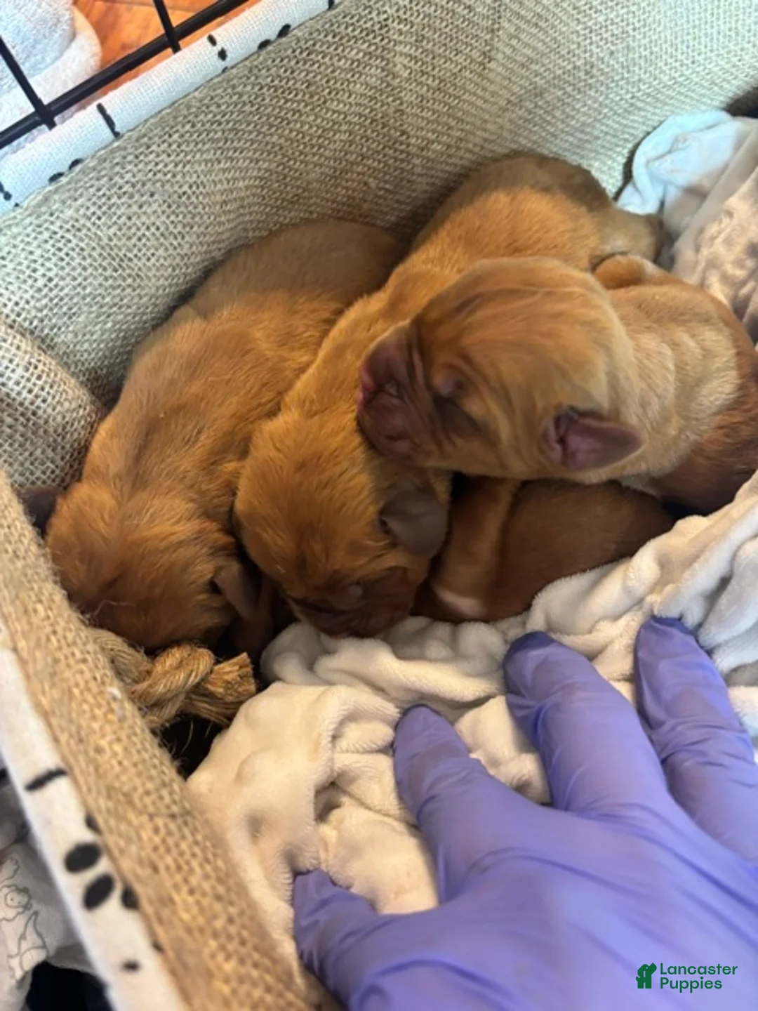 Dogue De Bordeaux dogs for sale: Dogue De Bordeaux Puppy 6 - Ad 1