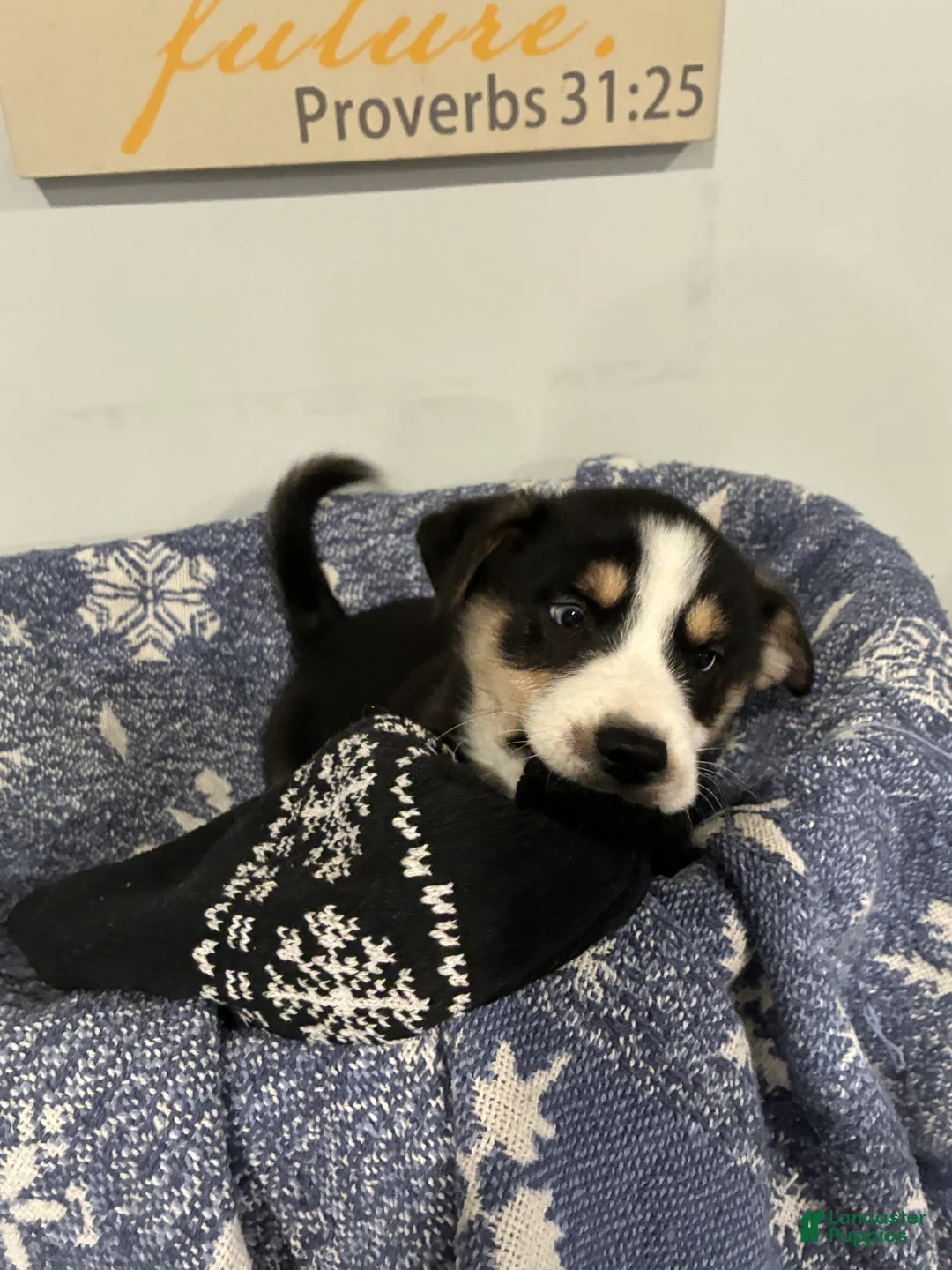 Mixed Breed dogs for sale: Mixed Breed Puppy 1 - Ad 5