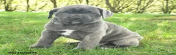 Cane Corso dogs for sale: Robot - Ad 2
