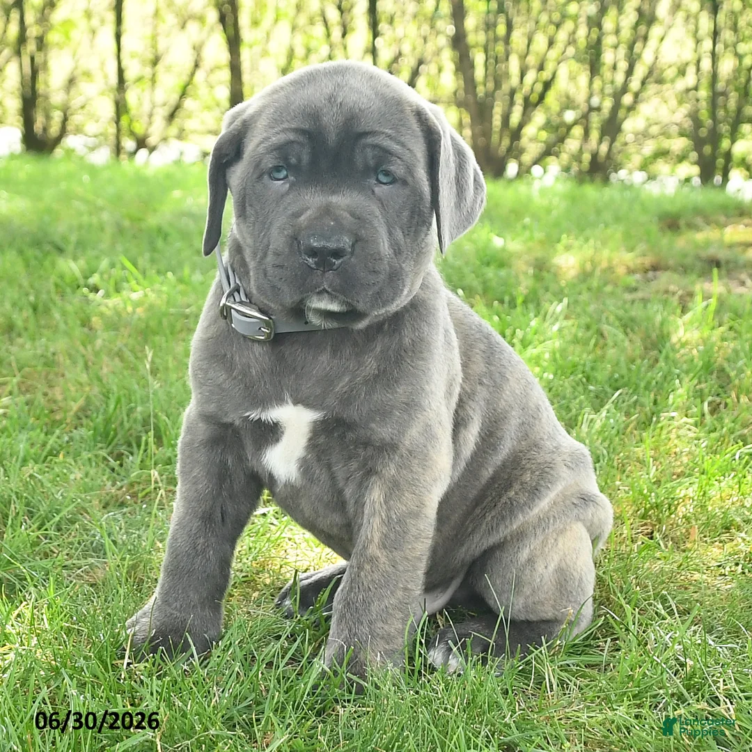 Cane Corso dogs for sale: Robot - Ad 2