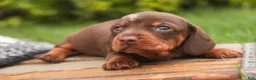 Miniature Dachshund dogs for sale: Cody Miniature Dachshund  - Ad 6