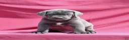 Cane Corso dogs for sale: Carlo - Ad 4