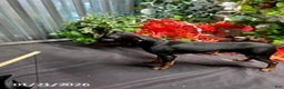 Miniature Pinscher dogs for sale: Pin  - Ad 9