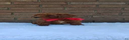 Mini Goldendoodle dogs for sale: Molly  - Ad 7