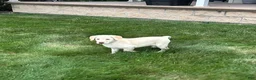 Labrador Retriever dogs for sale: Honey - Ad 37